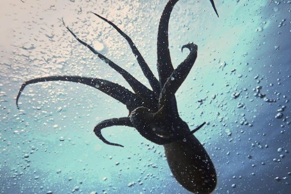Kraken 25 at