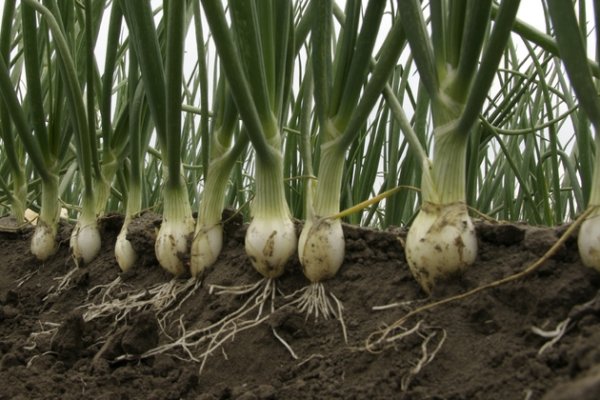 Kraken onion link